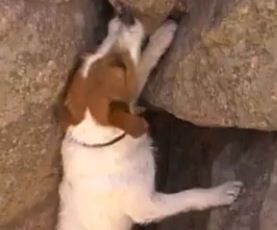 Σκύλος ορειβάτης