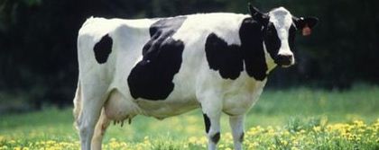 Κλωνοποίημένη αγελάδα παράγει «μητρικό» γάλα