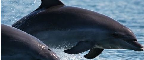 Τα δελφίνια του Αμβρακικού «αντιλαμβάνονται την έννοια του θανάτου»