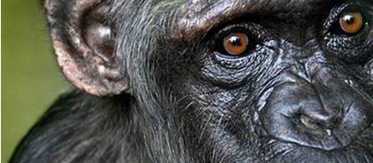  Πότε χωρίστηκαν οι άνθρωποι από τους χιμπατζήδες;