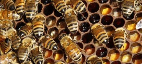 Μέλισσες εθισμένες στο... junk food παράγουν μέλι σε αποχρώσεις του μπλε
