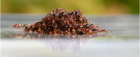 Μυρμήγκια φτιάχνουν ζωντανές σχεδίες για να γλιτώσουν τον πνιγμό