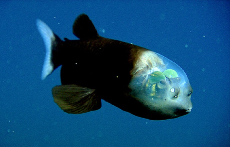 Pacific barreleye - Το ψάρι με το διαφανές κεφάλι