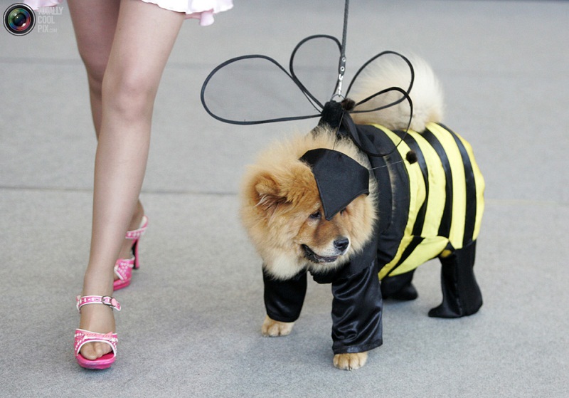 Σκύλος ντυμένος...μέλισσα!