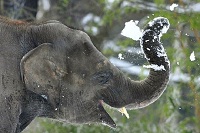 Ελέφαντες που παίζουν χιονοπόλεμο!