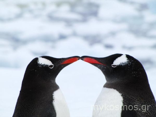 Ερωτευμένοι Πιγκουίνοι