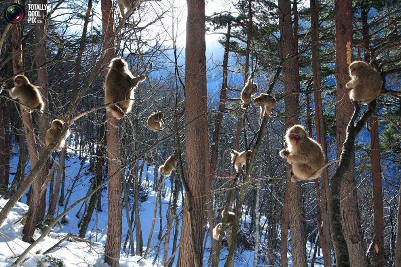 Οι μαϊμούδες του χιονιού