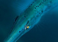Aulostomus maculatus, το ψάρι με τα μάτια «ουράνιο τόξο» 