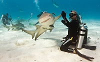 Χαμογελαστός καρχαρίας το 