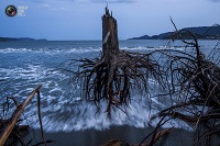 Πεύκα που ξεριζώθηκαν κατά τη διάρκεια του τσουνάμι στο Rikuzentakata της Ιαπωνίας 