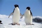 Ερωτευμένοι πιγκουίνοι