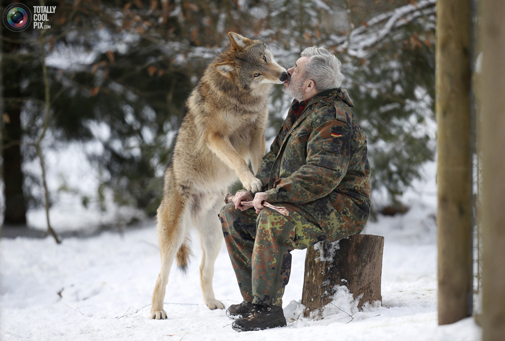 Φιλώντας έναν λύκο...