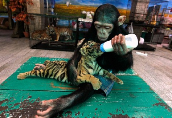 Χιμπατζής ταΐζει τιγράκι!