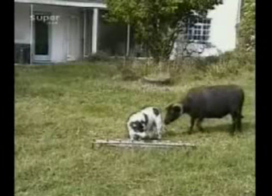 Σκύλος εναντίον κατσίκας