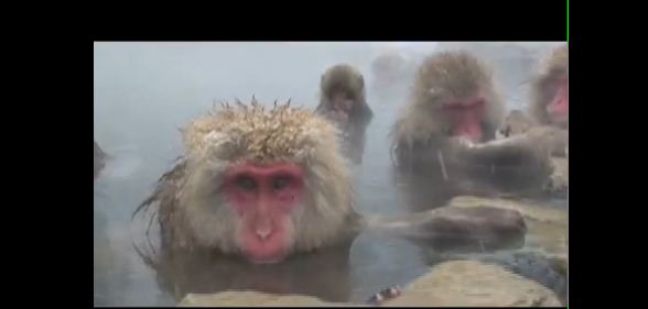 Οι Ιαπωνικές Μαϊμούδες Jigokudani