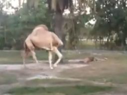 Η ακέφαλη καμήλα