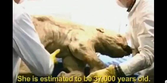 Μαμούθ 37.000 χρόνων!