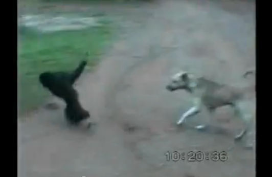 Monkey teases dog