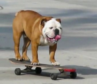 Σκύλος Skateboarder