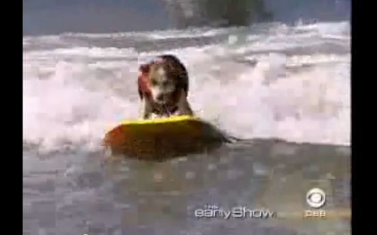 Σκύλος surfer